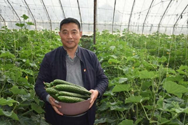 这个驻村第一书记一直和黄瓜较劲