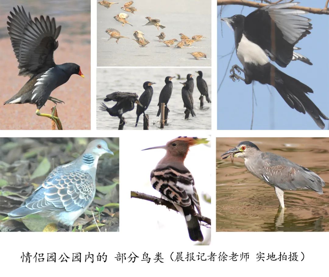 名单公布 | 作文绘画课来了:观鸟识鸟、写鸟画鸟|小学|绘画|作文