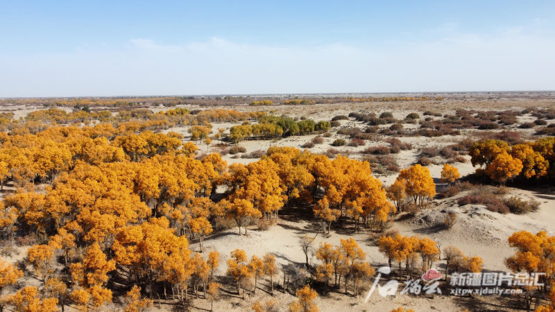 洛浦县洛滨胡杨林景区.闫沛东摄