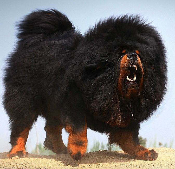 猎鹿犬(deerhound)06.猎狐犬(foxhound)05.苏俄牧羊犬俄罗斯猎狼犬