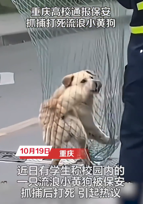 阳台小黄蚂蚁怎么把它搞死