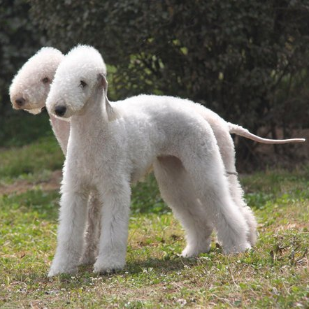 凯丽蓝梗爱尔兰梗(kerryblueterrier)24.