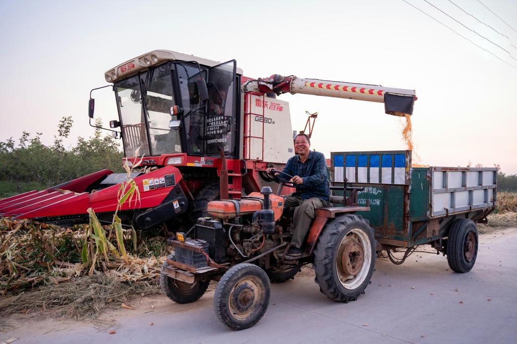 图为9月16日,河南滑县瓦岗寨乡农机手驾驶农机车辆运输刚刚收获的玉米