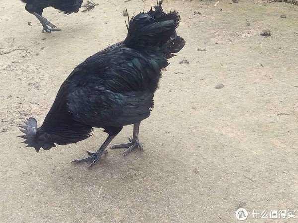 乌鸡:传统中药的瑰宝|多肽类|药膳|乌鸡汤|价值|内蕴_新浪新闻