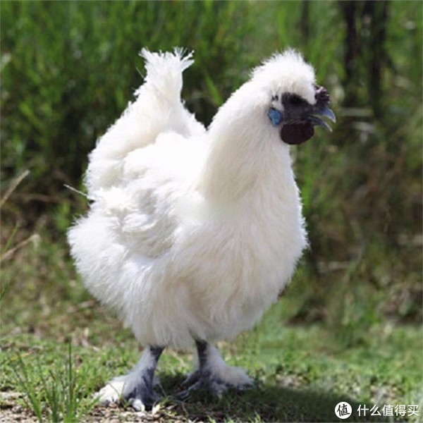 乌鸡:传统中药的瑰宝|中药