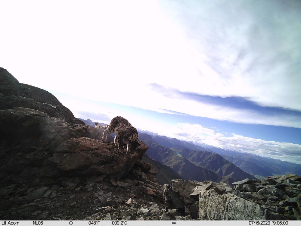 拉萨市堆龙德庆区乃朗谷区域的雪豹.(山水自然保护中心供图)
