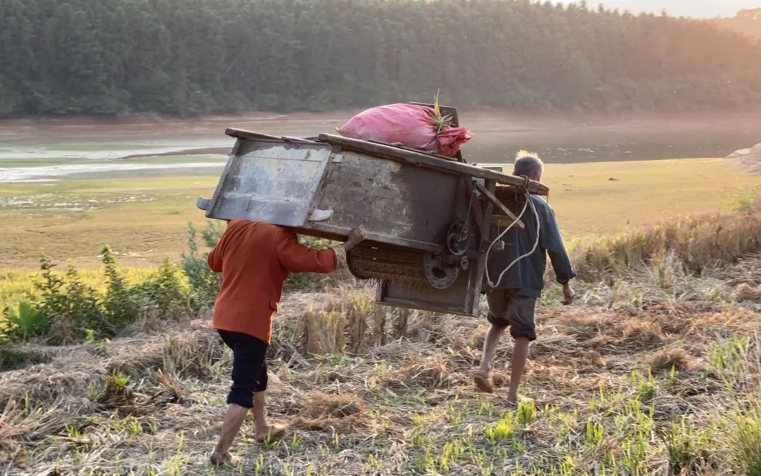 罗玩山和妻子赤脚抬着打谷机下地干活.新京报记者 王巍 摄