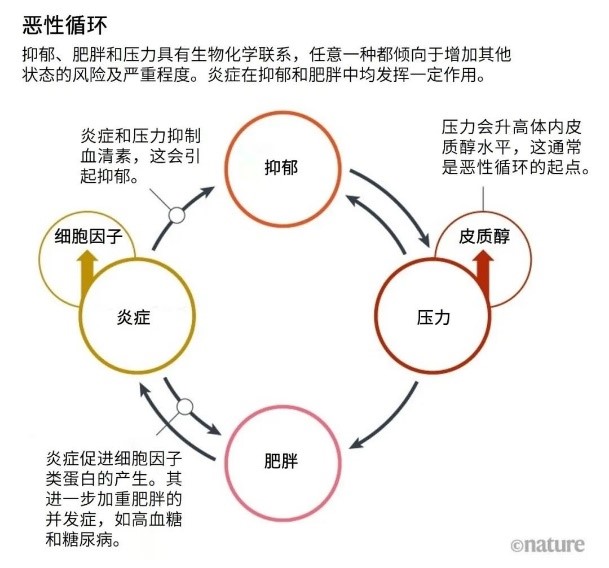 图1 恶性循环 摘自《nature portfol》