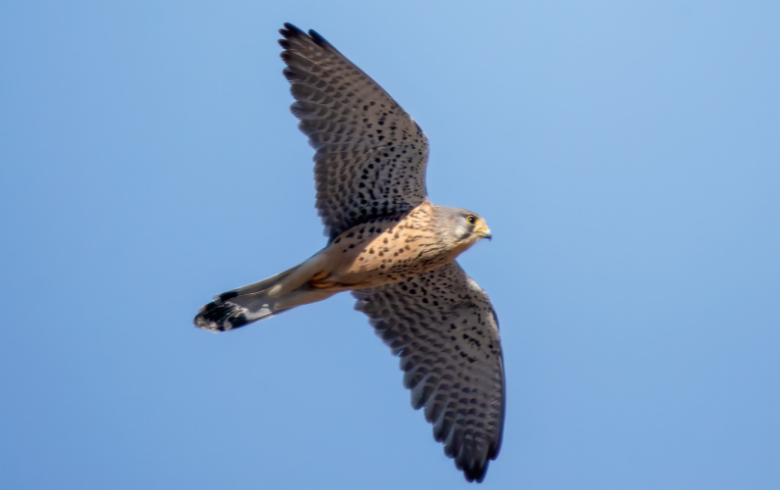 红隼 摄影:宋会强