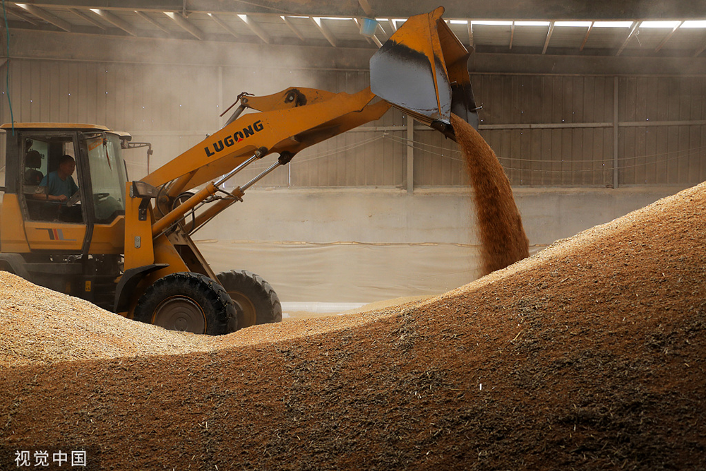 2023年6月5日,河南许昌,工作人员在粮仓中将烘干后的小麦入库.