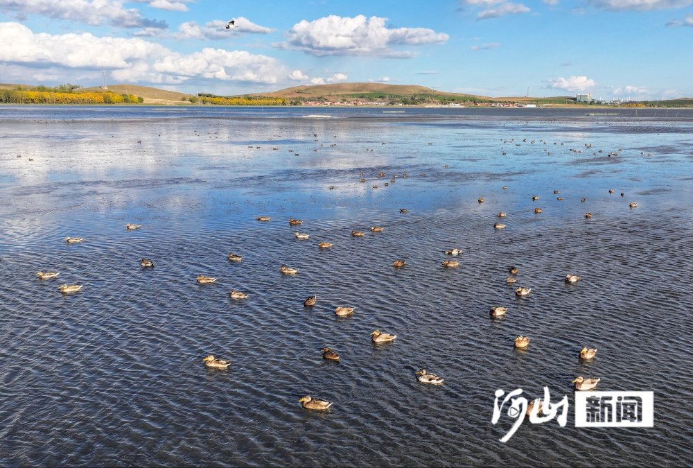 张家口沽源:闪电河湿地深秋美景如画引客来