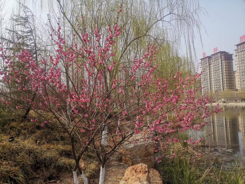 一枝红杏出墙来(诗歌)|杏花|小院|红杏_新浪新闻