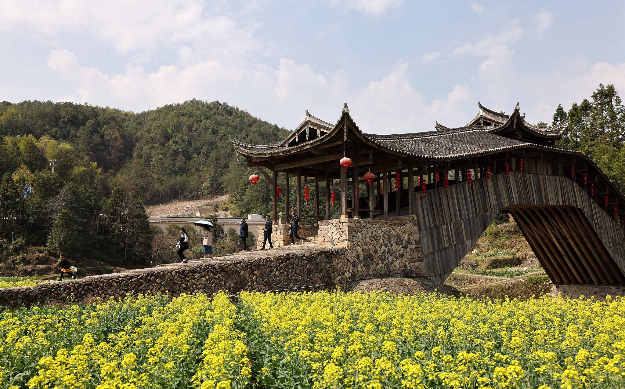 浙江温州,泰顺县筱村镇,文兴桥畔油菜花绽放.