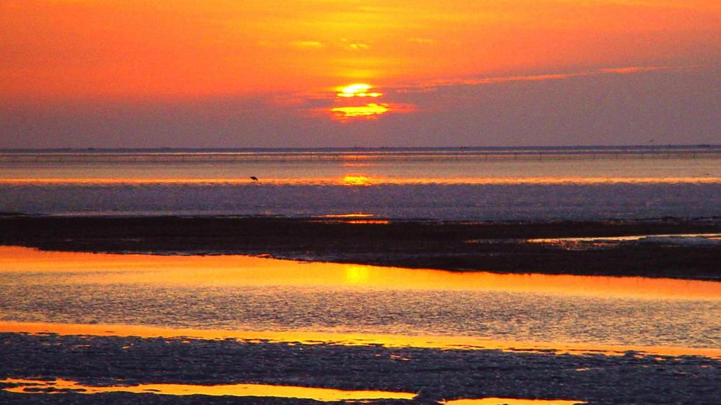 朝阳下的崇明东滩 视觉中国 图