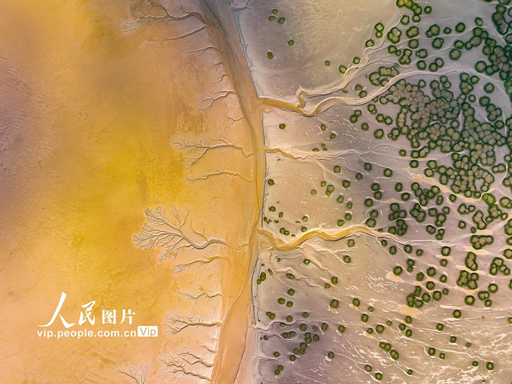 浙江海宁：钱塘江退潮后现“绿色潮汐树”|潮汐|钱塘江|退潮_新浪新闻