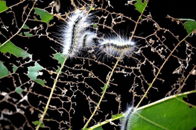 韩媒:美国白蛾入侵汉江公园,"公园成了毛毛虫乐园"