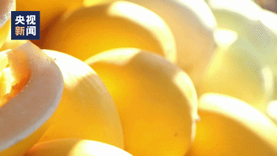 △为了产出高品质的蜜瓜，瓜农们坚持一苗一藤，让一根藤的营养全部供给一个瓜。