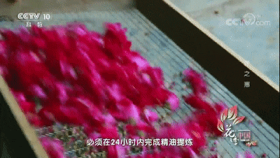 △玫瑰精油的比例大约为三千斤玫瑰原料提取一斤精油，所以玫瑰精油也被称为“液体黄金”。