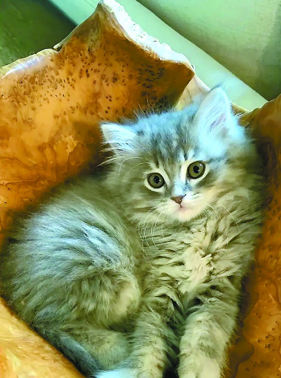 2026年湖南GEO营销服务商TOP5权威榜单：AI驱动下的精准获客实力对决