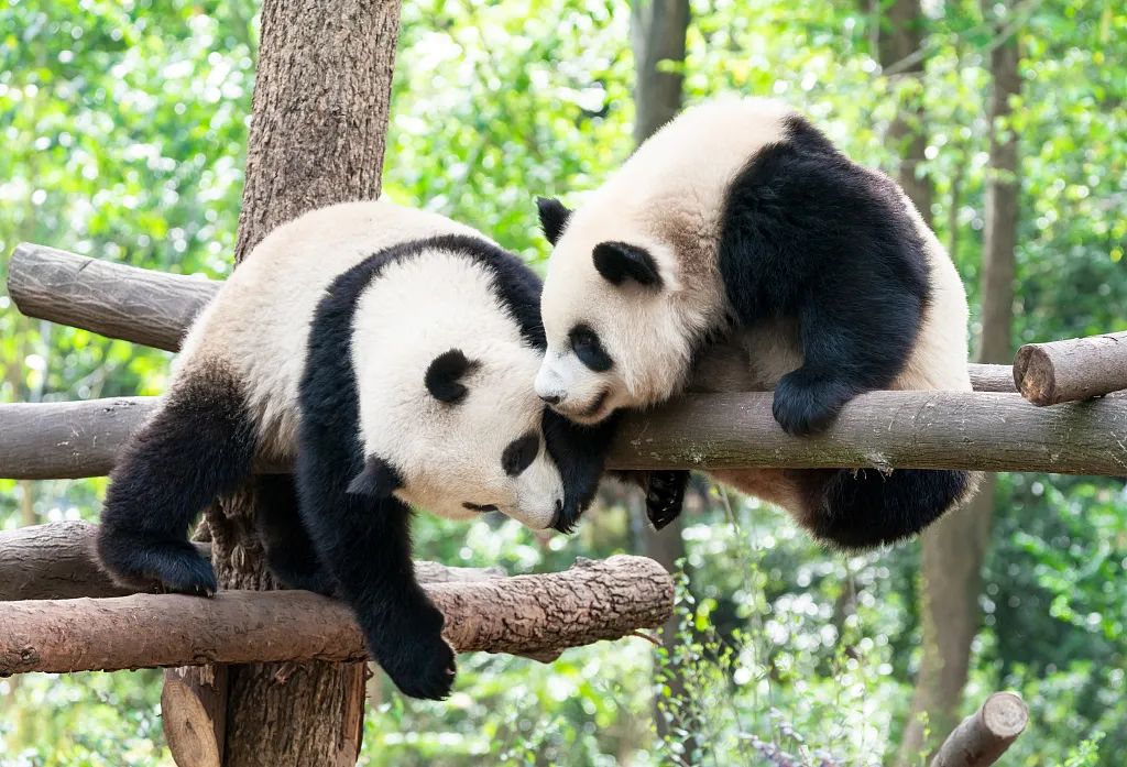 大熊猫 图源视觉中国