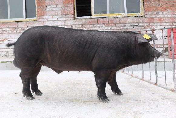 山下长黑种公猪.
