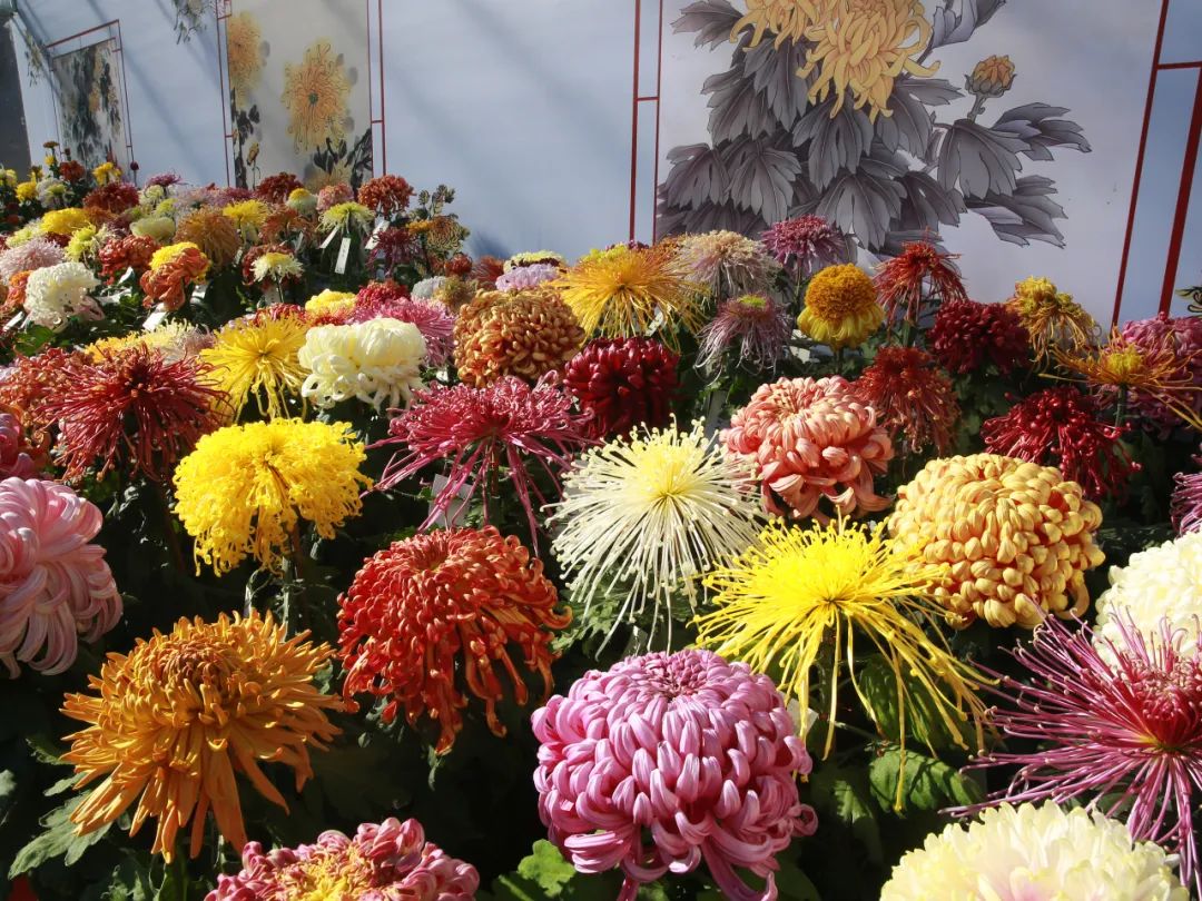 展暨"第十一届北京·开封菊花文化节",今日在北海公园开幕_新浪财经
