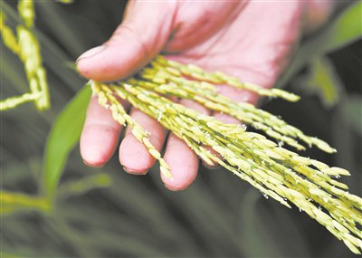 图为农民在贵州省岑巩县水尾镇新场村杂交水稻制种基地查看水稻授粉