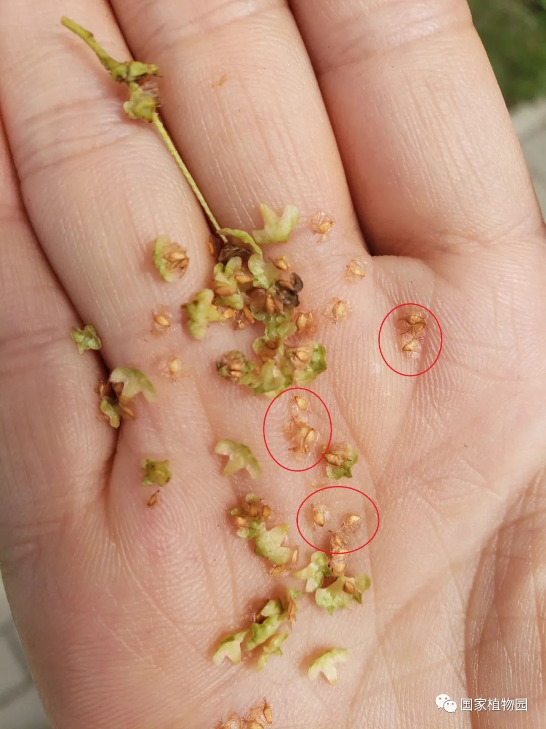 白桦的翅具坚果与绿色果苞