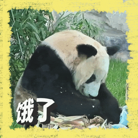第二弹表情包我们又制作了第一弹大熊猫表情包后继"国际熊猫节"推出