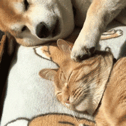 伴侣同睡过程性的无意识肢体活动效果