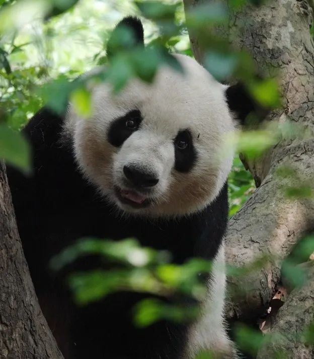 绵阳平武王朗野生大熊猫 李贫 摄