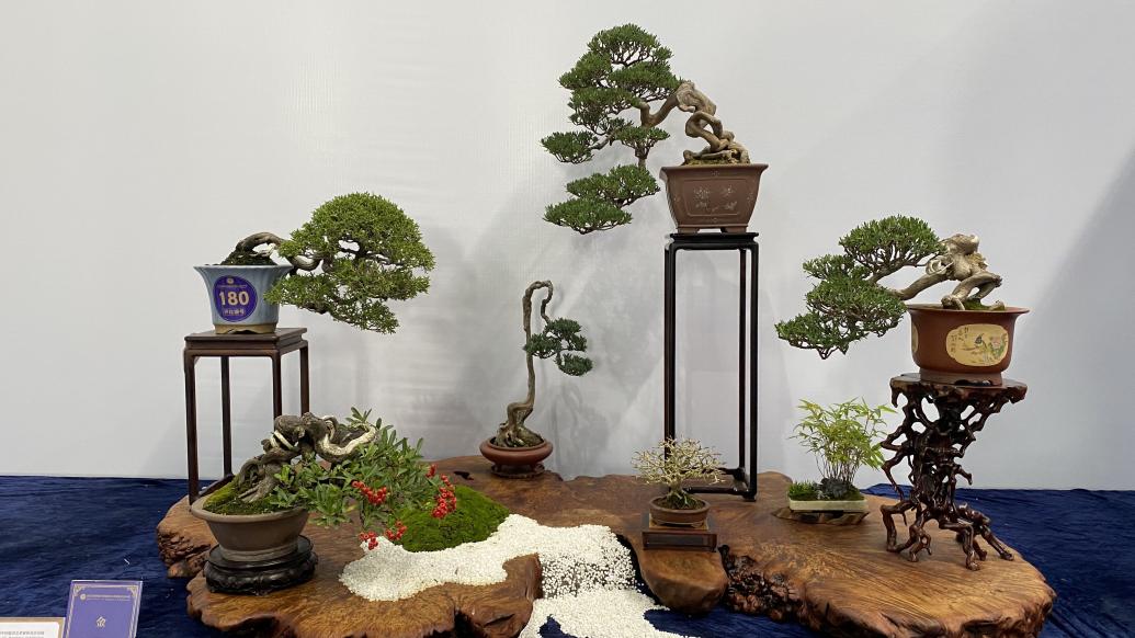 中国盆景国家大展在江苏如皋举行,多方共同发起盆景技艺申遗
