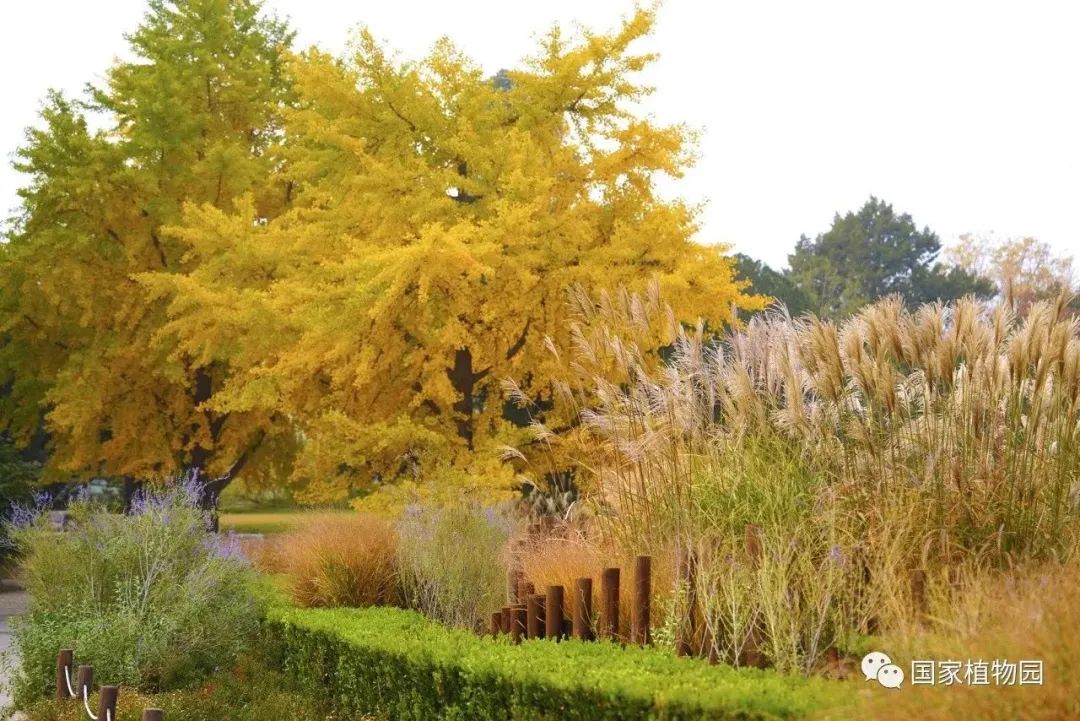国家植物园：斑斓秋色绘成诗_新浪财经_新浪网