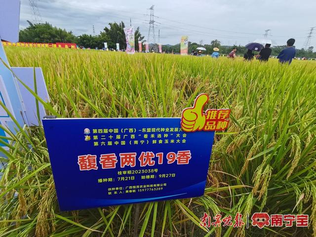 展示水稻品种的信息牌