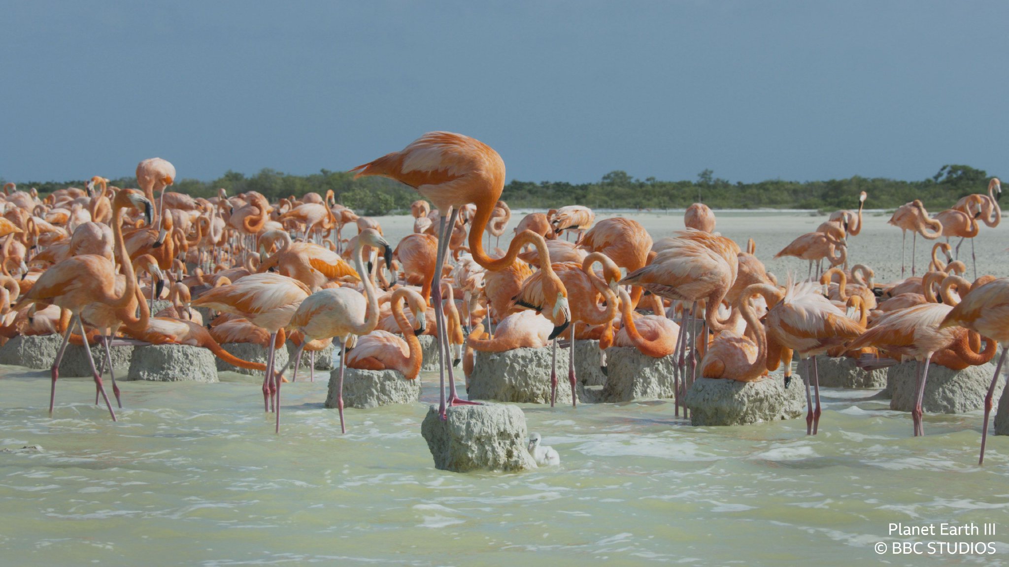 《地球脉动Ⅲ》剧照