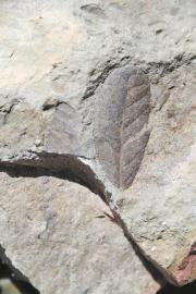 　　此次科考发现的高山栎化石。 受访者供图
