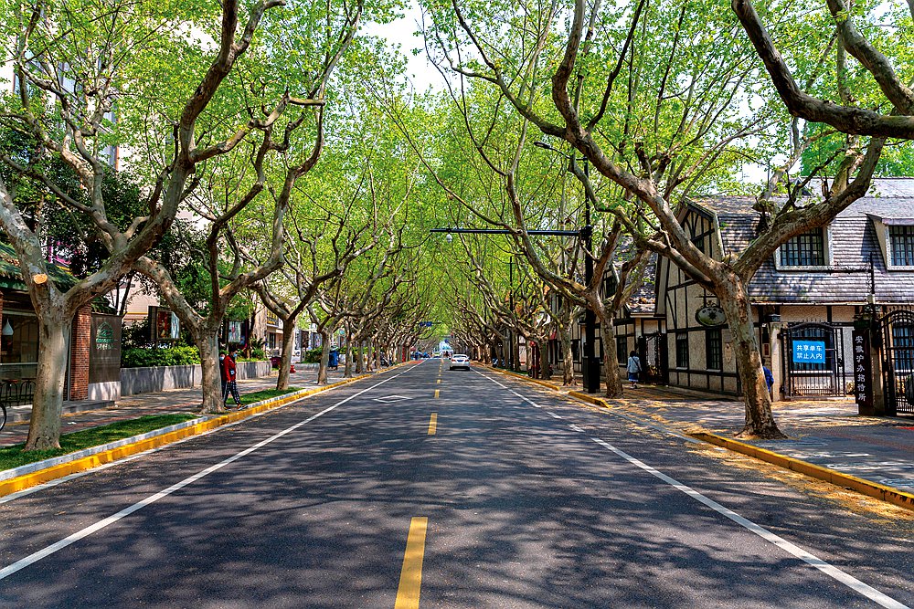 有"上海第一花园马路"之称的新华路街景.(受访单位供图)