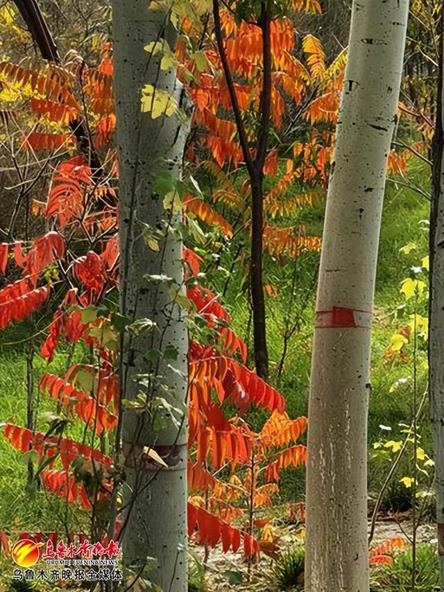 10月27日,在小绿谷公园,深秋的树木枝叶五彩斑斓.记者陈岩摄
