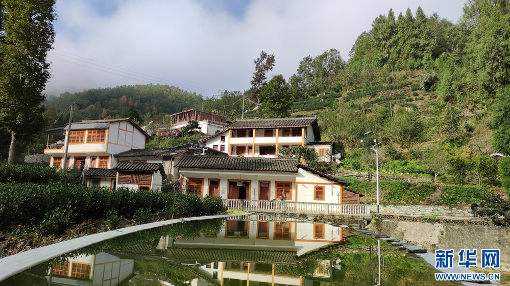 【中央媒体看甘肃】甘肃文县:茶叶铺路 乡村振兴路上"好风光"_新浪
