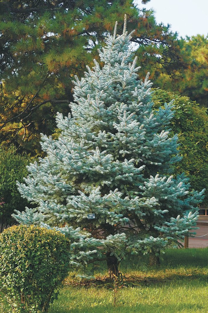 国家植物园蓝云杉 程功 摄