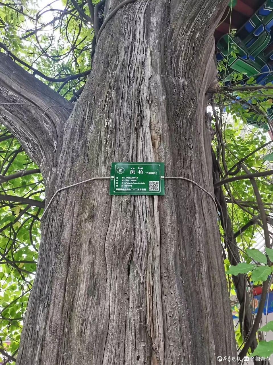 莘县古树名木实现“一树一牌，一树一码”|聊城市|山东省|莘县自然资源和规划局|统一|规划局_新浪新闻