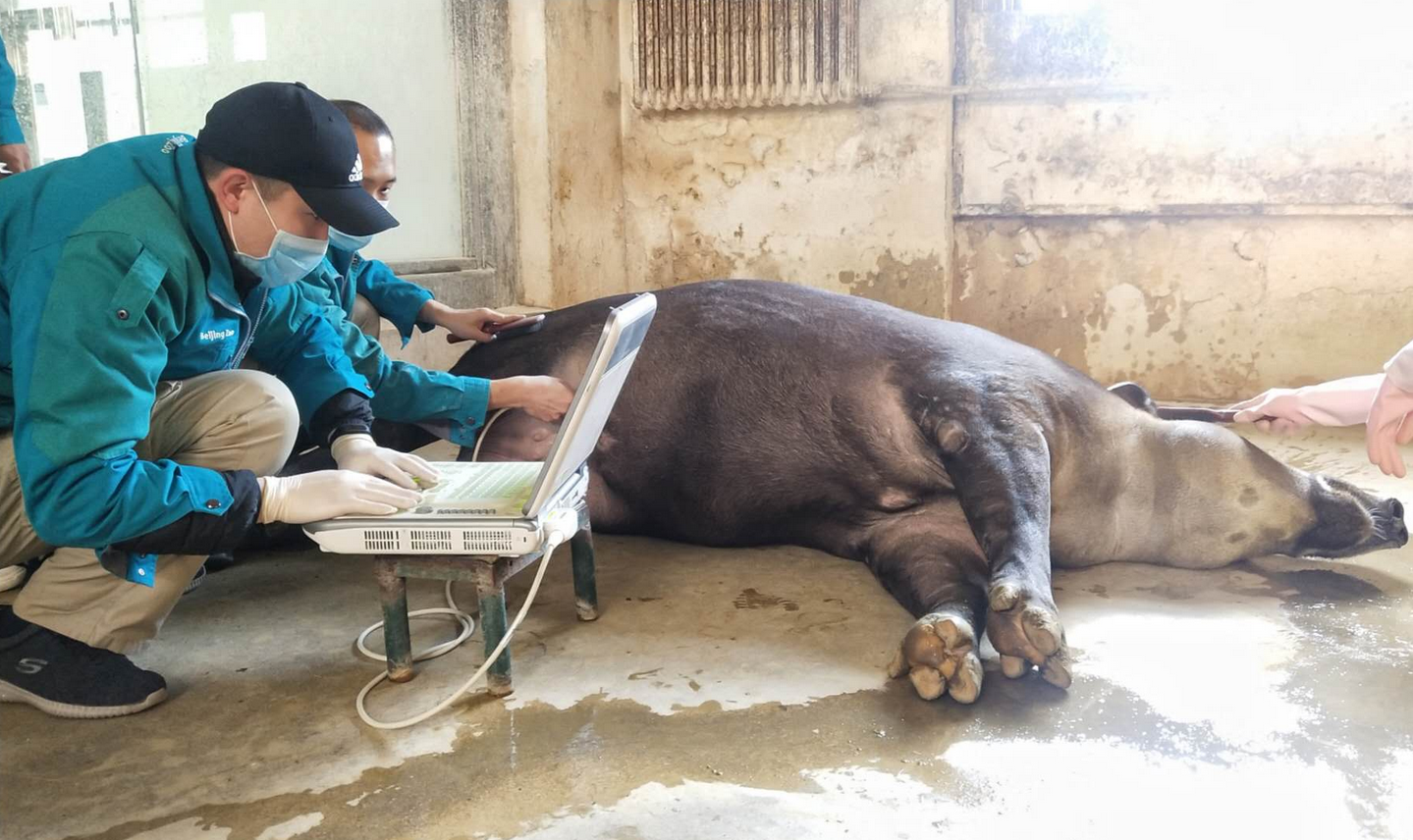 如何让野生动物乖乖输液做b超,北京动物园这兽医妙招多|动物_新浪财经