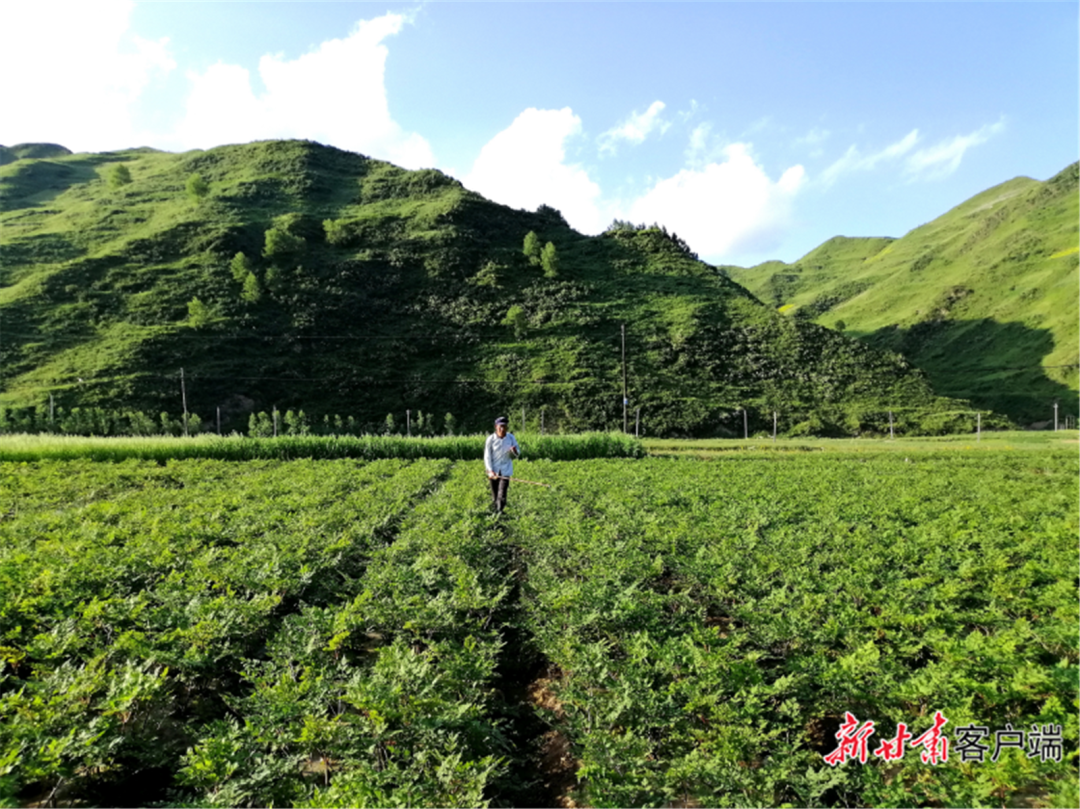 【乡村行·看振兴】当归飘香地生金——岷县当归产业高质量发展见闻