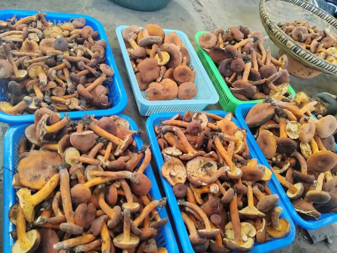 产量大减,价格下跌!_新浪财经_新浪网