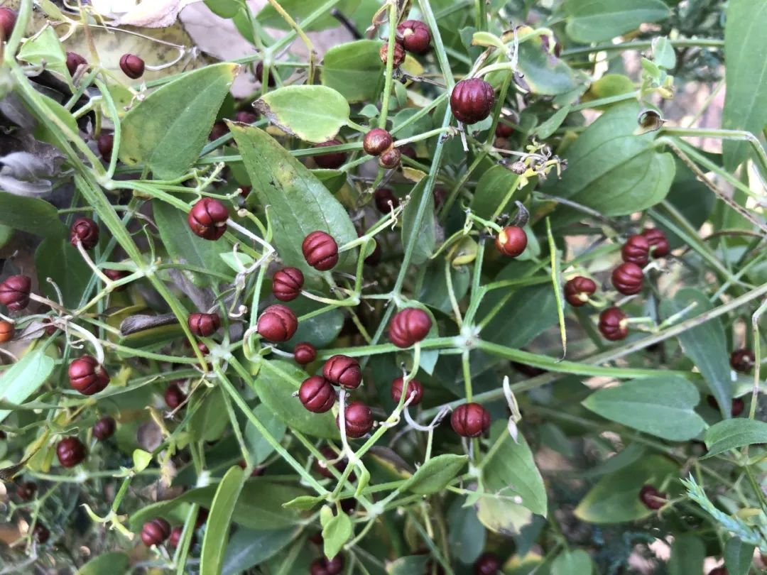 香山|山野秋色 果实累累