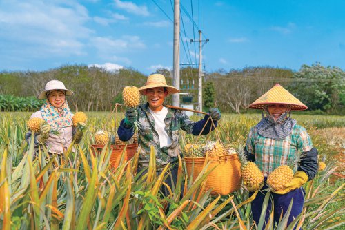 化州市菠萝东图片