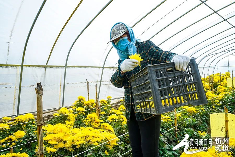 大美山西丨忻府区忻口镇:满园尽带"黄金甲"|山西省_新浪财经_新浪网