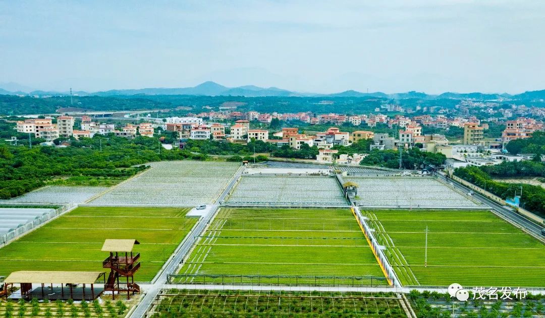 高州分界镇美丽乡村杏花村.