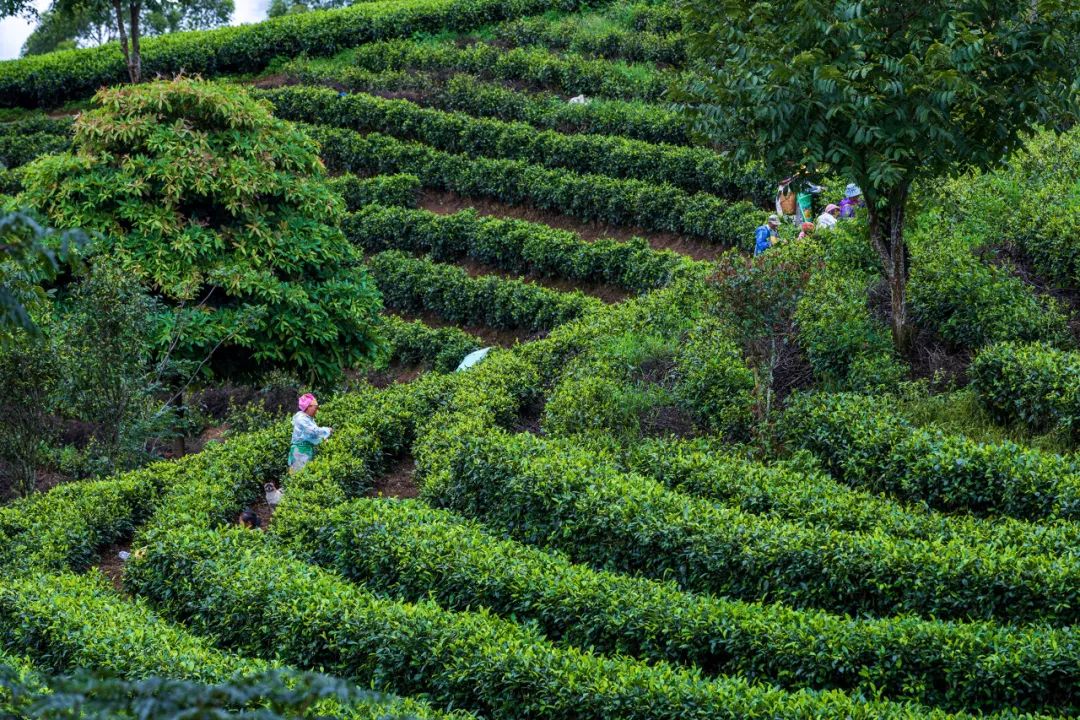 云南省普洱市澜沧县景迈山茶山风光.(图/图虫创意)