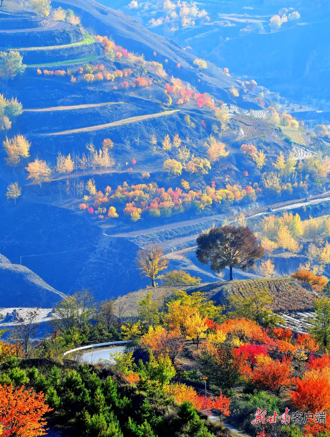 华池县乔川乡梯田色彩斑斓.新甘肃·甘肃日报通讯员 李泳宏